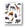 P.GOMMETES ENL ANIMAUX SAVANE 12F