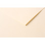 Tulipe 160g 25 feuilles 50x65cm Ivoire
